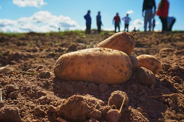 Taze patates alanında, kir hasat organik aile çiftliğinde sonra hasat. Mavi gökyüzü ve bulutlar, işçi sahada çalışmak. Kadar yakın ve alan, bulanık arka plan derinliği sığ