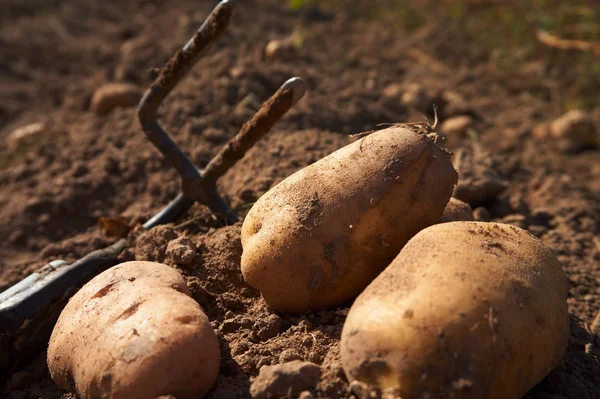 Garden Fork Freshly Harvested Home Grown Potatoes Field Close Shallow — Stock Photo, Image