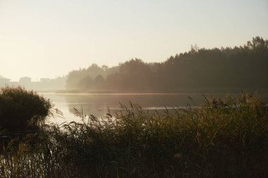 Sunrise bir kamış ile güneş ve erken sis sıcak kızdırma üzerinde görüntülendi yansımaları ile sakin bir göl üzerinde