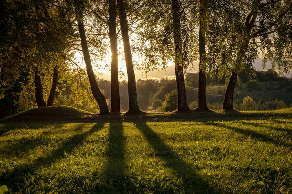 Kultainen Auringonpurkaus Koivun Vihreiden Lehtien Läpi Rauhallisen Joen Rannalla Jota — kuvapankkivalokuva