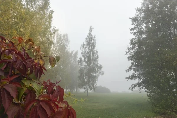 Mystique Matin Automne Dans Brouillard Paysage Avec Arbres Couleurs Automnales — Photo