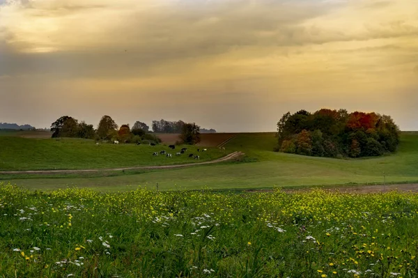 Cloudy Sunset Green Field Farm Road Cows Autumn Colored Trees — Stock Photo, Image