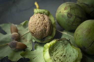 Ceviz (Juglans regia) yeşil kabukta taze hasat. Kabuk ve ceviz, sonbahar yaprakları ve bir meşe meşe palamudu kabuğu. Ne zaman ceviz kavramı almaya hazır?