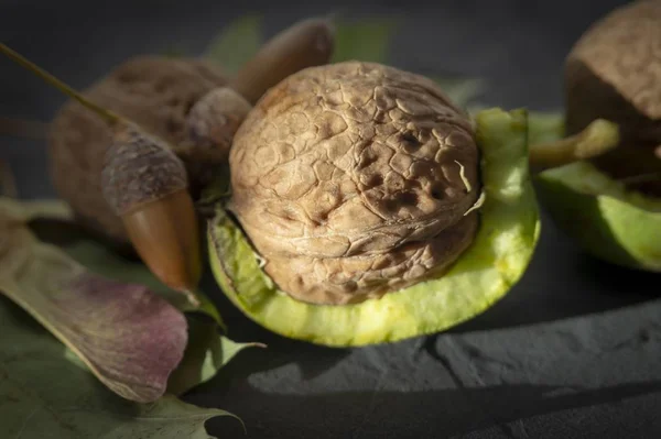 Cosecha Fresca Nueces Juglans Regia Una Cáscara Verde Cáscara Piel — Foto de Stock