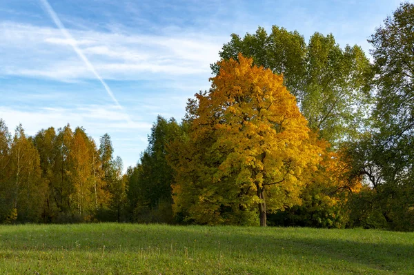 Hojas Coloridas Otoño Copse Árboles Surtidos Bosques Rurales Bajo Cielo — Foto de Stock