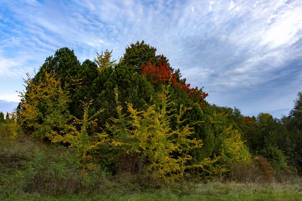 Hojas Coloridas Otoño Copse Árboles Surtidos Bosques Rurales Bajo Cielo — Foto de Stock