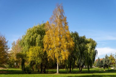 Sonbahar renkli sonbahar yaprakları doğal peyzaj güneşli mavi gökyüzü karşı ağaçlarda ile taze yeşil alan