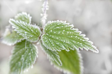 Mevsimler ve hava kavramsal görünümü kadar yakın kış buz kaplı bir bitki yeşil yaprak