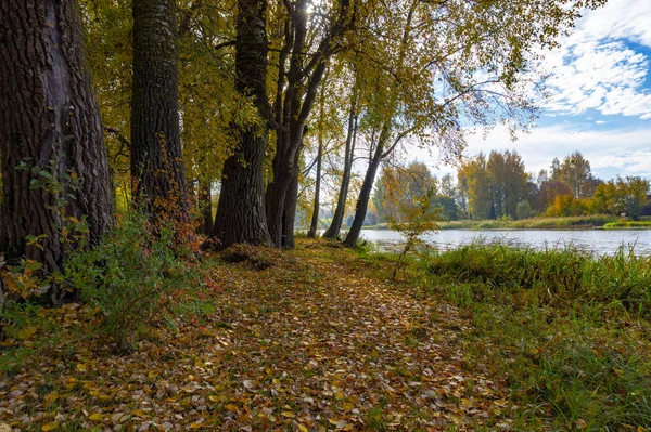 Kleurrijke Herfstbladeren Een Copse Van Diverse Bomen Landelijke Bos Onder — Stockfoto