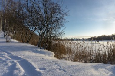 Yanındaki uzun boylu çıplak ağaçların önünde ışık mavi gökyüzü konumlandırılmış orman derin taze kar uzun parça