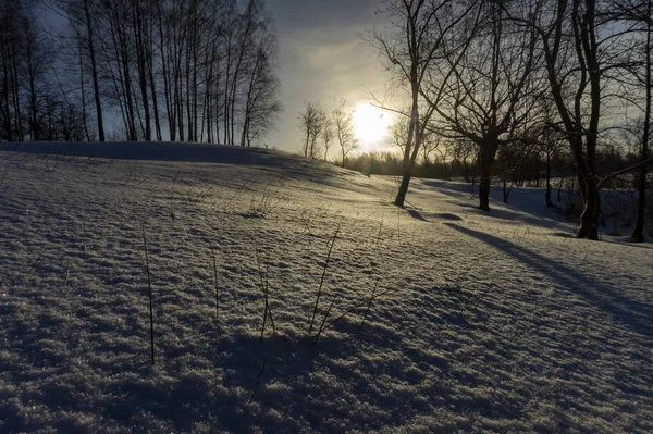 在冬季 在没有叶子的树枝之间 在被雪覆盖的地面上 来自低阳光的光线闪耀 — 图库照片