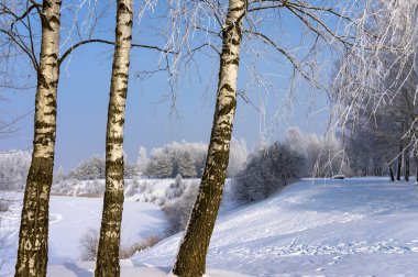 Ayak izleri üstünde dik donmuş nehir bankalar yakın kar ile güneşli gün, kışın doğada üç huş ağaçları