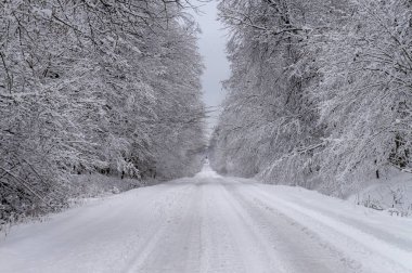 Mesafe içine basık ağaçları ile kaplı yol kalın taze beyaz kış karla kaplı. Doğal mevsimlik manzara