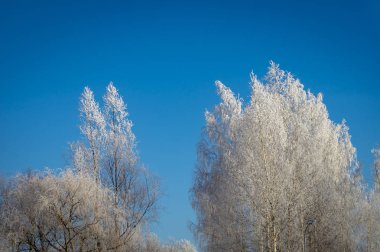 Çıplak huş ağaçları kış doğada, açık mavi gökyüzü karşı düşük açılı her bakıldığında donmuş dalları ile