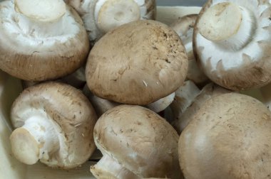 Taze bütün brown (Bebek Bella) Mantar yığını