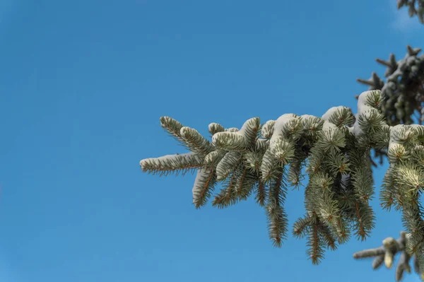 눈 덮힌 스프루 스 나무 가지 — 스톡 사진