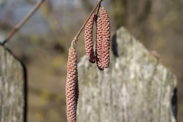 Catkins secco di betulla in primo piano — Foto Stock