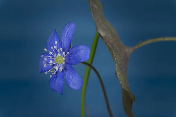 Hepatica Nobilis 일찍 피는 봄 꽃 — 스톡 사진