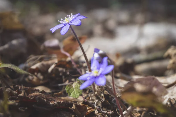 Hepatica Nobilis 이른 봄 꽃 — 스톡 사진