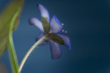 Erken Bahar Çiçekleri blooming mantarı Nobilis
