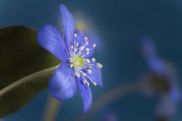 Hepatica Nobilis 일찍 피는 봄 꽃 — 스톡 사진