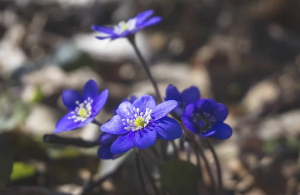 Hepatica Nobilis 이른 봄 꽃 — 스톡 사진