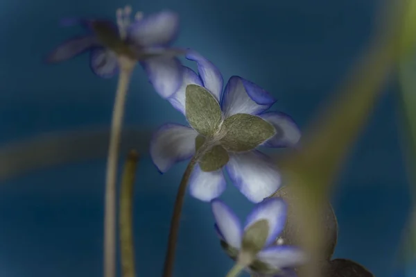 Hepatica Nobilis korán virágzó tavaszi virágok — Stock Fotó