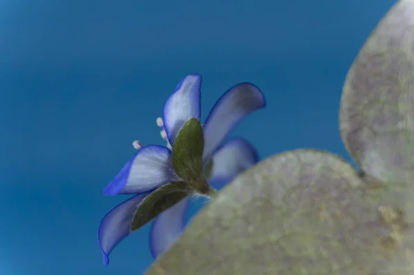 Anemone hepatica, hepáticas, Hipericão, Pennywort — Fotografia de Stock