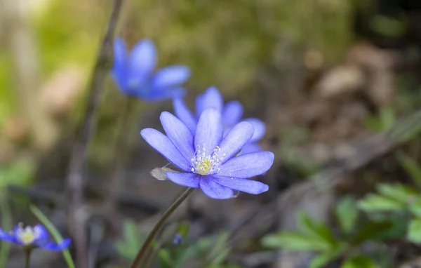 Hepatica Nobilis korai tavaszi virágok — Stock Fotó