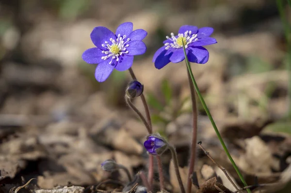 Hepatica Nobilis 이른 봄 꽃 — 스톡 사진