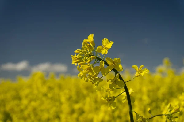 Close-up em um único pico de flores de sementes de colza — Fotografia de Stock