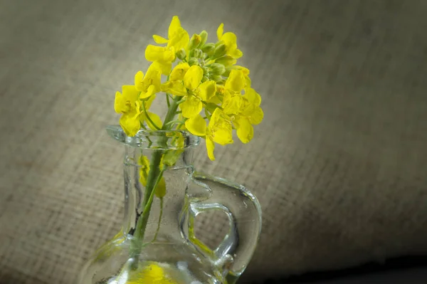 Желтый канола или цветы рапса с маслом — стоковое фото