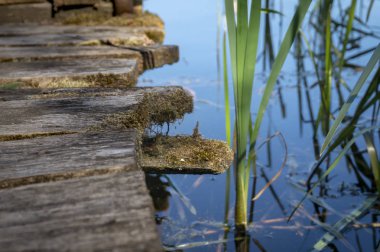 Eski rustik ahşap iskele panoları