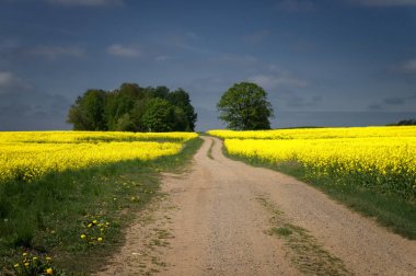 Çiftlik alanlarından çakıl kır yolu