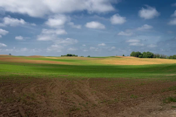 Collines, champs de ferme et pissenlits dans les prés — Photo