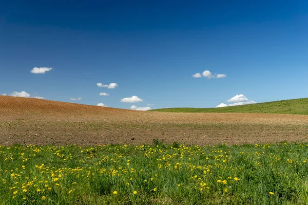 Colinas rolantes, campo de fazenda e dentes-de-leão no prado — Fotografia de Stock