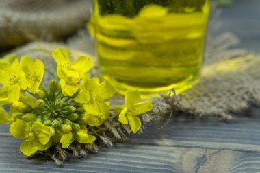 Sarı kanola ya da yağlı kolza çiçeği