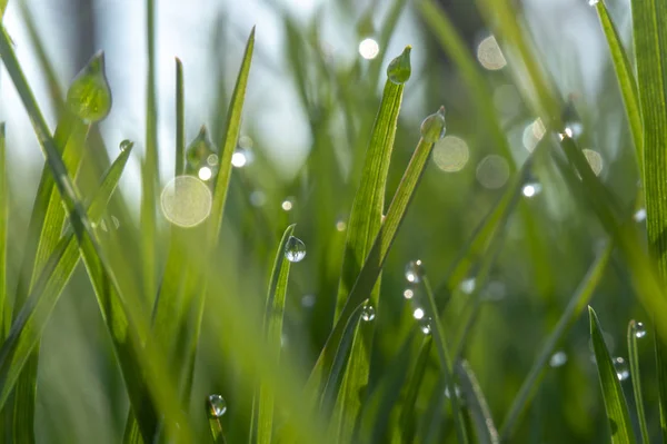 Hierba verde y gotas de rocío matutino —  Fotos de Stock