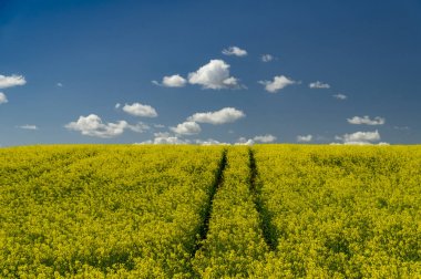 Parlak sarı kolza veya kolza çiçekli alan