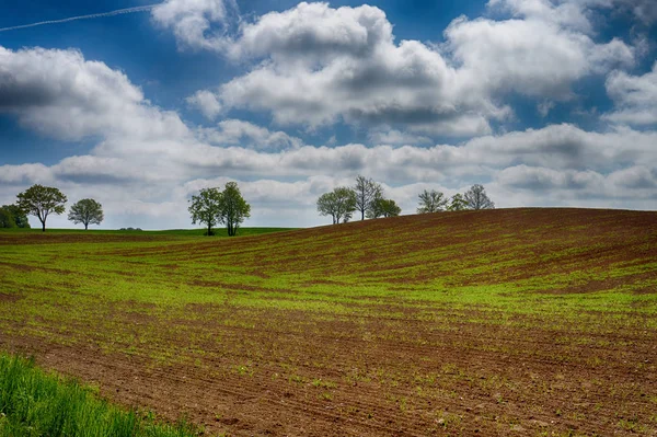 Agrarlandschaft mit einem einsamen Baum auf einem Feld — Stockfoto