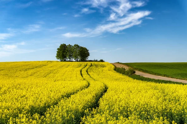 Kilátás mentén a gazdaság út virágzó sárga repce — Stock Fotó