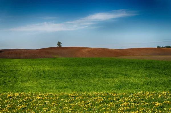 Paysage agricole avec un arbre solitaire dans un champ — Photo