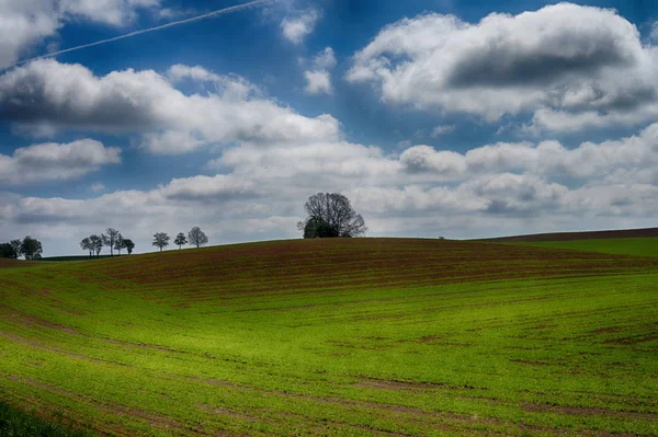 Jordbrukslandskap med ett ensamt träd i ett fält — Stockfoto