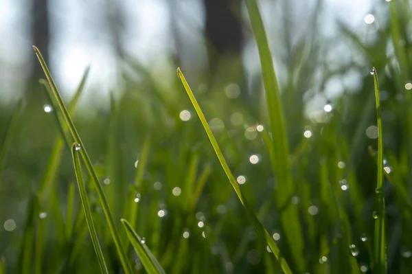 Grama verde e gotas de orvalho da manhã — Fotografia de Stock