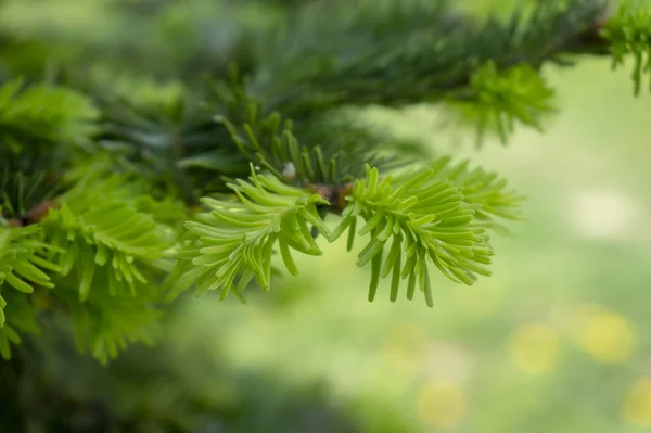 봄에 침엽수에 신선한 녹색 바늘 — 스톡 사진