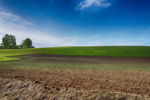 Jordbrukslandskap med ett ensamt träd i ett fält — Stockfoto