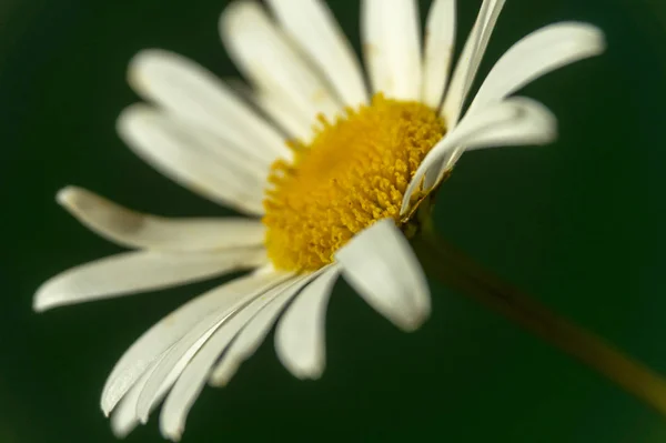 Floração de margaridas. Margarida de Oxeye, Margarida lunar — Fotografia de Stock