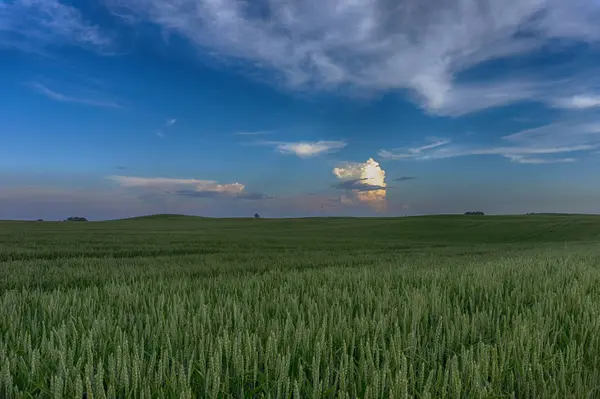 Nuvole rosa colorate su un campo di grano al tramonto — Foto Stock