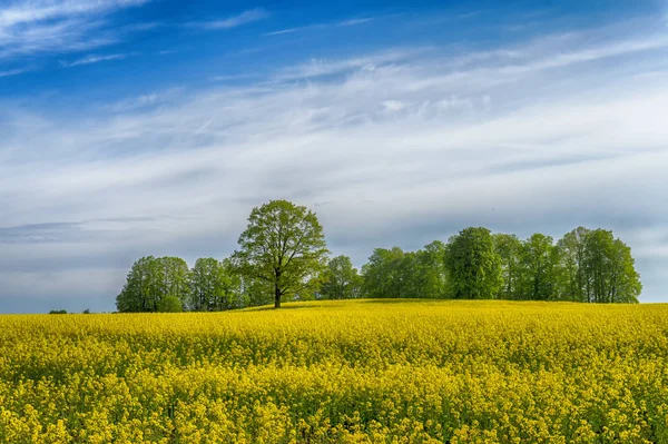 Világos sárga repceolaj vagy káposztarepce virágzó mező — Stock Fotó