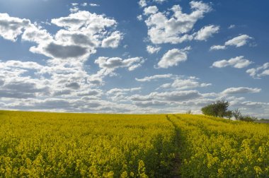 Parlak sarı kolza veya kolza çiçekli alan